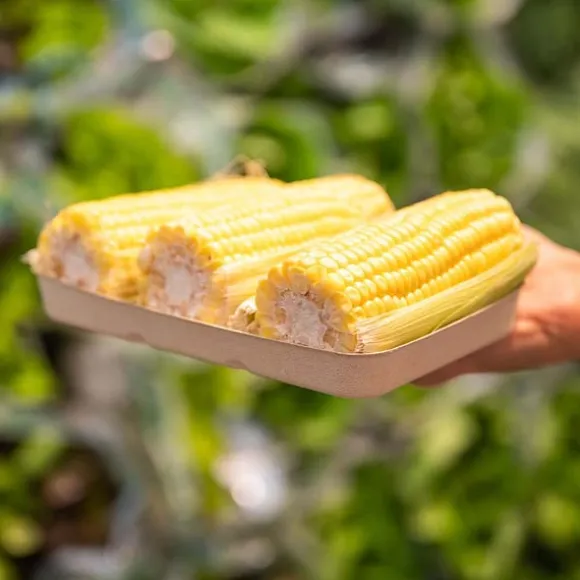 480g Plant Fibre Produce Tray
